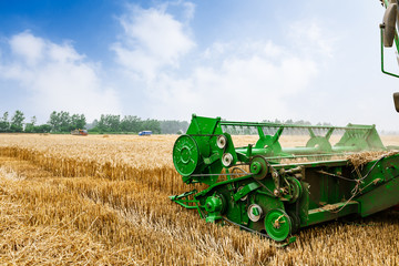 Obraz premium Combine harvester harvest ripe wheat on a farm