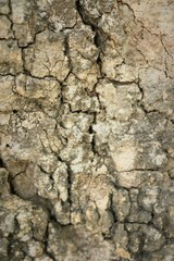 Tree bark of background
