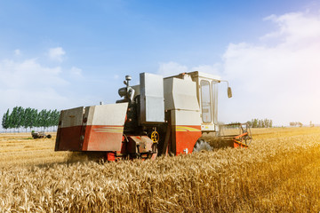 Fototapeta na wymiar Combine harvester harvest ripe wheat on a farm