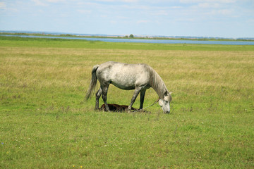 Fototapeta na wymiar Grazing horse on a rural farm