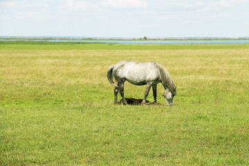 Horse and green grass