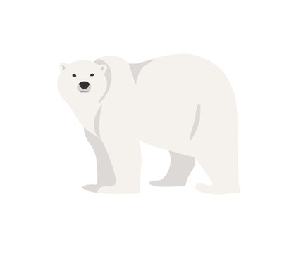 Polar bear hand drawn illustration, flat style