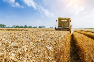 Combine harvester harvest ripe wheat on a farm