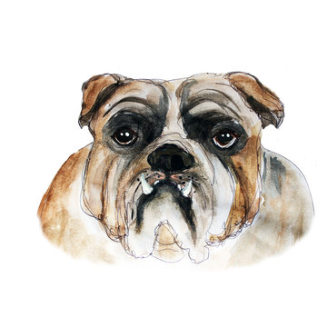Dog watercolor and ink head illustration