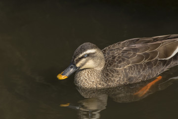病気のカルガモ