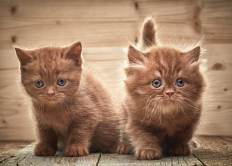 beautiful brown british kittens