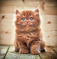 beautiful british long hair kitten
