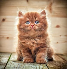 Crédence de cuisine en verre imprimé Chat beautiful british long hair kitten