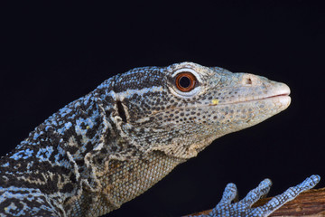 blue tree monitor (Varanus macraei )