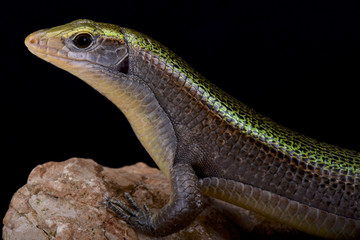 Green Madagascar girdled lizard (Zonosaurus haraldmeieri)