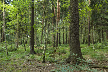 Waldstück im Somnmer