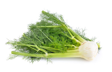 fennel  vegetable on white background