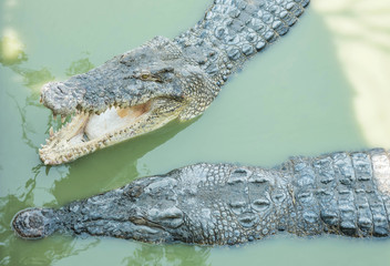 Closeup crocodile in alligator pond background