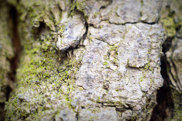 wood