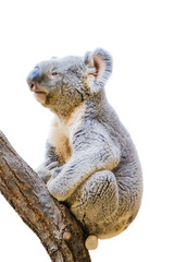 Naklejka na ściany i meble Koala