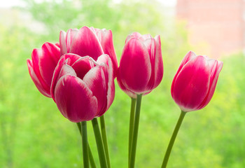 Fototapeta premium Tulips flowers