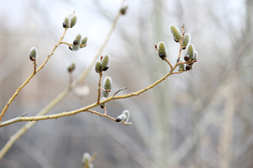 Sprigs of willow, blooming willow