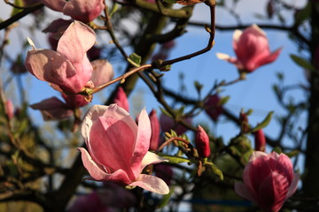 Magnolia garden all in blossom during the spring