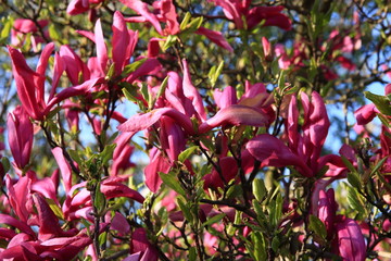 Magnolia garden all in blossom during the spring