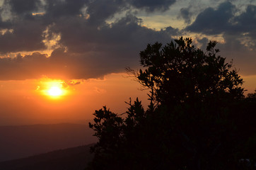 Sunset with silhouetted tree in foreground