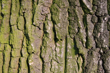 Tree bark texture
