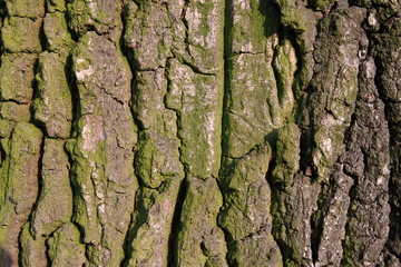 Tree bark texture