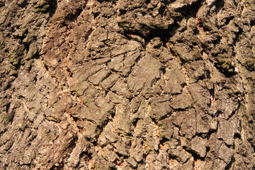 Tree bark texture
