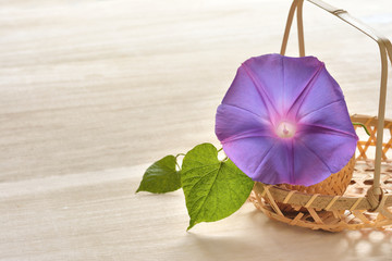 籠に入った朝顔の花　木目背景

