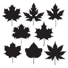 silhouette of the maple leaf