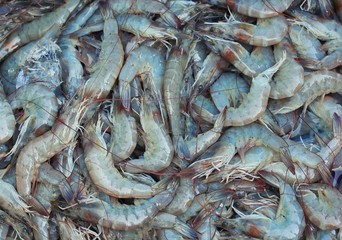 Fresh shrimp at market