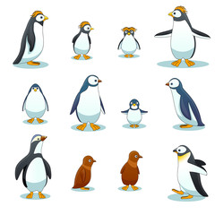 Penguins characters in various poses vector set