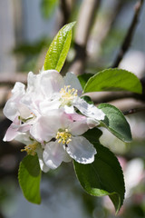 apple-tree flowers on a branch