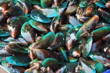 Fresh mussels
