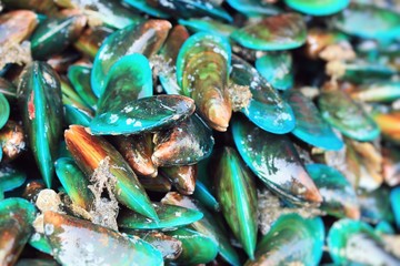 Fresh mussels
