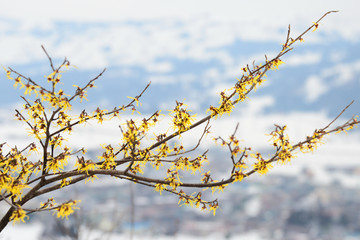 マンサクの花