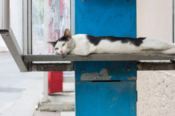 Black and white cat in phone box