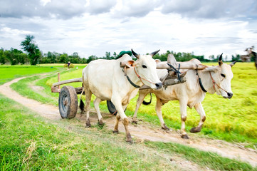 Cow/Bull carriage rice on field in Mekong delta, Vietnam