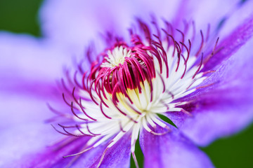 Macro into the center beauty of a purple flower. Close up