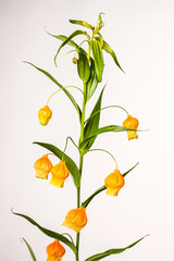 Large orange upside down bell shaped flower with green stems 