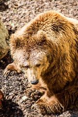 Obraz premium brown bear - ursus arctos