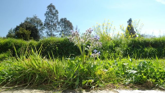 Timelapse - zoom in to a borage in flowers - a bee lands to gather.