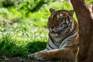 Obraz premium siberian tiger - panthera tigris 