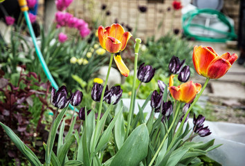 Blooming tulips planted in the garden, seasonal natural scene