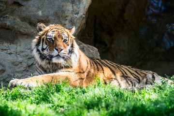 siberian tiger - panthera tigris 