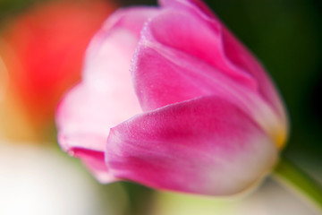 Close up of beautiful pink and white tulip flower 