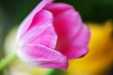 Close up of beautiful pink and white tulip flower 