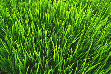 Green leaf background