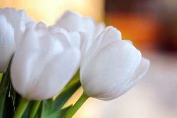 Spring bouquet of white tulips with green leaves over background garden,