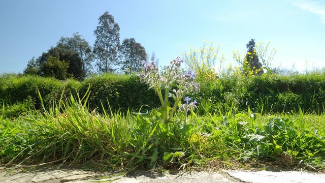Timelapse of a garden seen from the ground withe a borage, flowers and trees - beautiful sunny day

