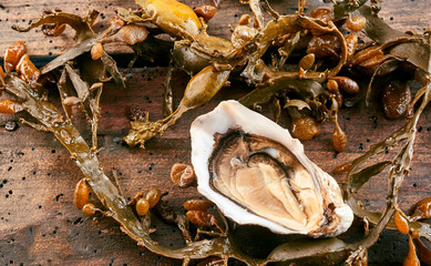 Single opened raw fresh oyster with marine kelp
